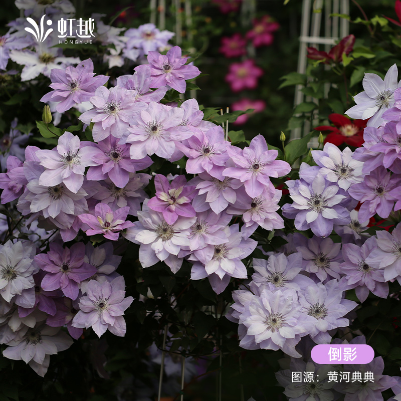 虹越铁线莲盆栽小苗科琳魔法师市长美好回忆爬藤多年生庭院花卉 - 图1