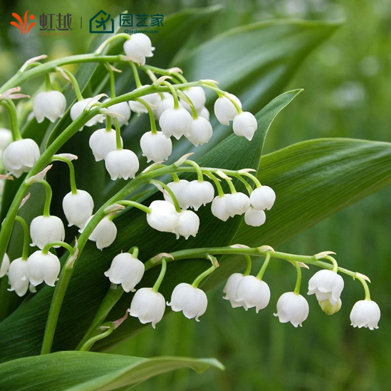 虹越进口铃兰裸根苗阳台盆栽花园庭院花坛种球耐寒多年生草本花卉,淘宝优惠券,粉丝福利购,淘宝优惠卷