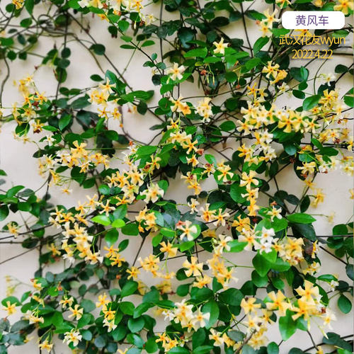 风车茉莉黄风车虹越白风车意大利络石藤香花园阳台常绿篱爬藤植物 - 图0