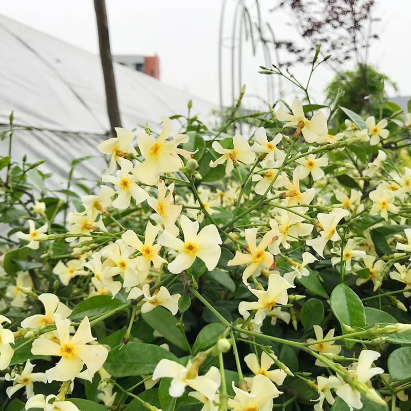 虹越爬藤紫藤廊架风车茉莉黄木香花盆栽庭院多花攀爬花卉-图2