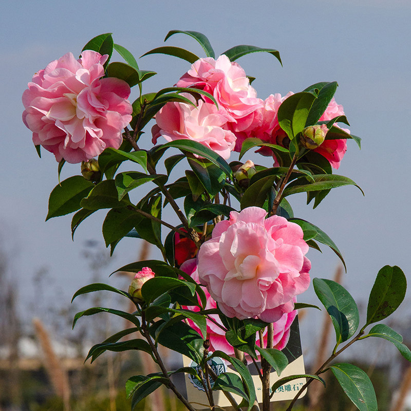 茶花树苗虹越庭院花园茶梅冬季开花绿篱常绿观花灌木花卉盆栽,淘宝优惠券,粉丝福利购,淘宝优惠卷