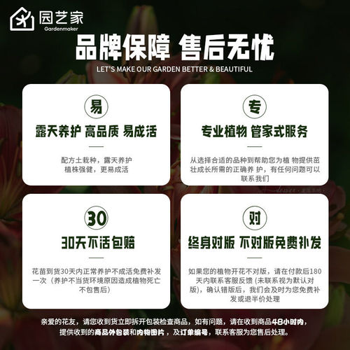园艺家红树莓金秋黑莓双季掌叶覆盆子泡泡糖水果树苗地栽盆栽阳台 - 图3