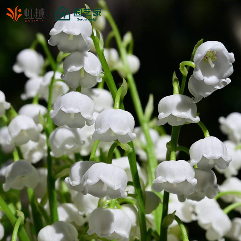 虹越进口铃兰裸根苗阳台盆栽花园庭院花坛种球耐寒多年生草本花卉,淘宝优惠券,粉丝福利购,淘宝优惠卷