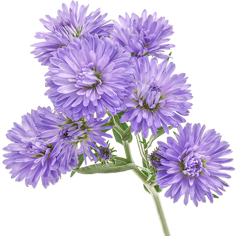 虹越荷兰菊紫菀彼得易爆花重瓣伊娃小卡罗庭院阳台花园多年宿根sg - 图3