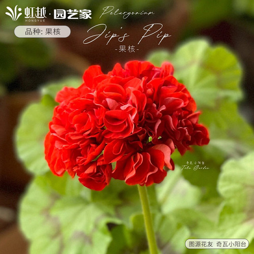 花彩重瓣天竺葵盆栽苗易爆花期长庭院花园耐热常绿阳台洋绣球 - 图2