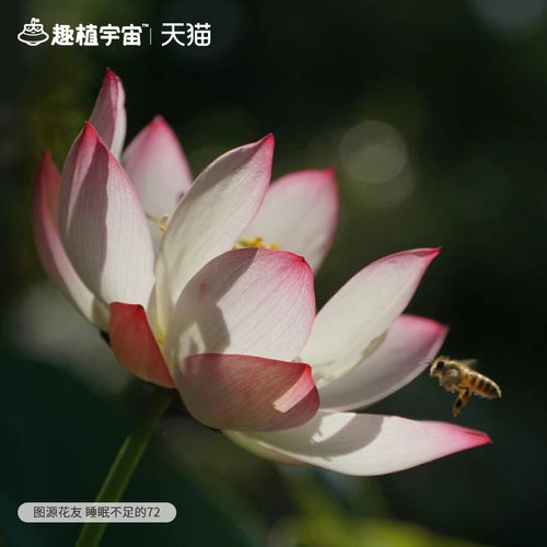 虹越盆栽碗莲水培植物阳台水养莲花夏季庭院鱼缸微型荷花耐热耐晒 - 图3