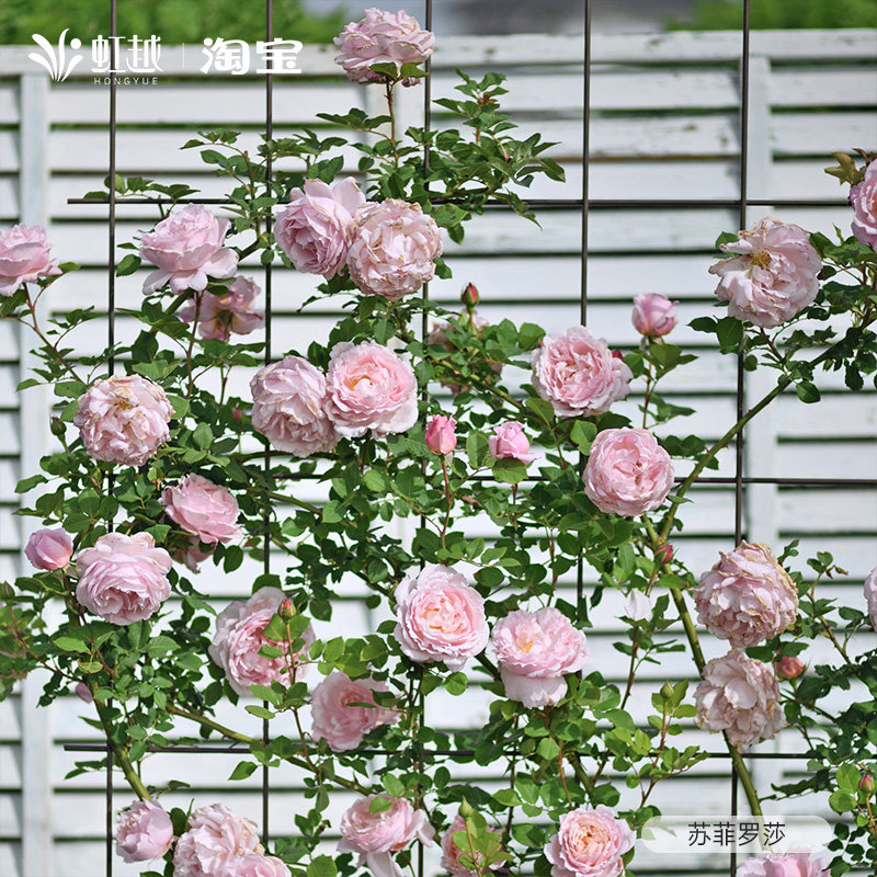 索菲罗莎月季特大花浓香型月季盆栽可藤可灌月季花苗小苗多季开花,淘宝优惠券,粉丝福利购,淘宝优惠卷