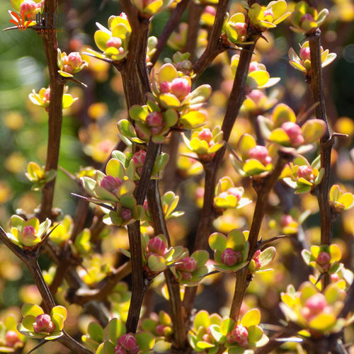 虹越进口小檗彩叶耐寒好养庭院花园花镜植物矮灌木苗绿篱绿化小苗 - 图1