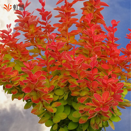 虹越进口小檗彩叶耐寒好养庭院花园花镜植物矮灌木苗绿篱绿化小苗 - 图0