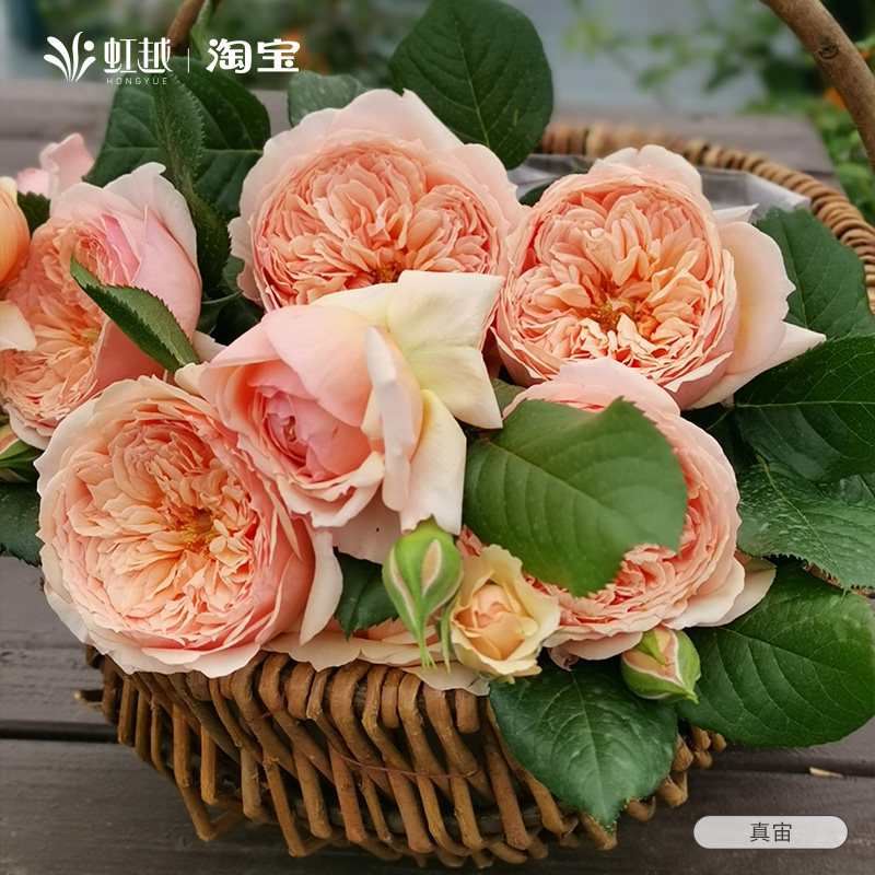 虹越朱丽叶蓝莓蛋糕莫妮卡戴维真宙月季大苗盆栽花园灌木大花浓香,淘宝优惠券,粉丝福利购,淘宝优惠卷