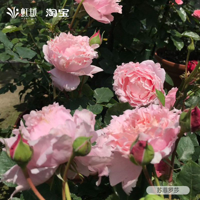 索菲罗莎月季特大花浓香型月季盆栽可藤可灌月季花苗小苗多季开花,淘宝优惠券,粉丝福利购,淘宝优惠卷