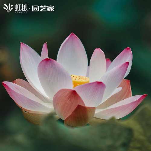 虹越盆栽碗莲水培植物阳台水养莲花夏季庭院鱼缸微型荷花耐热耐晒 - 图0