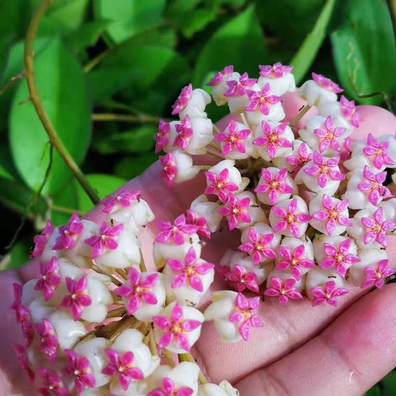 球兰盆栽银斑虹越阳台室内观叶观花懒人植物盆栽易养爬藤垂吊绿植-图0