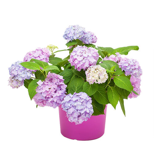 虹越绣球花万华镜无尽夏绣球中苗室内阳台花园盆栽庭院花卉植物 - 图3