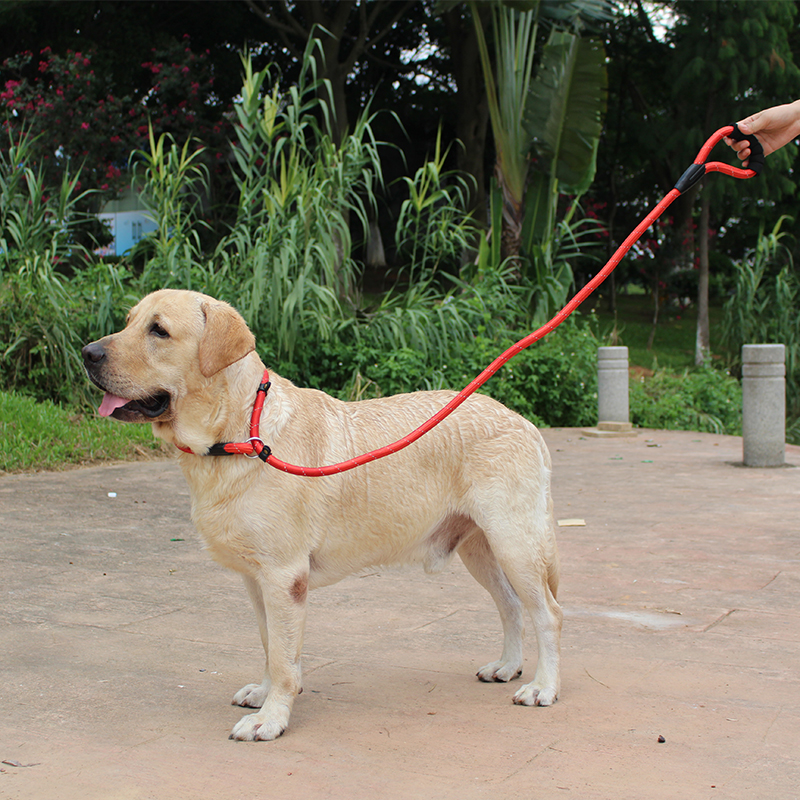 狗绳中大型犬狗狗遛狗绳子项圈狗链子P链牵引绳金毛拉布拉多用品 - 图1