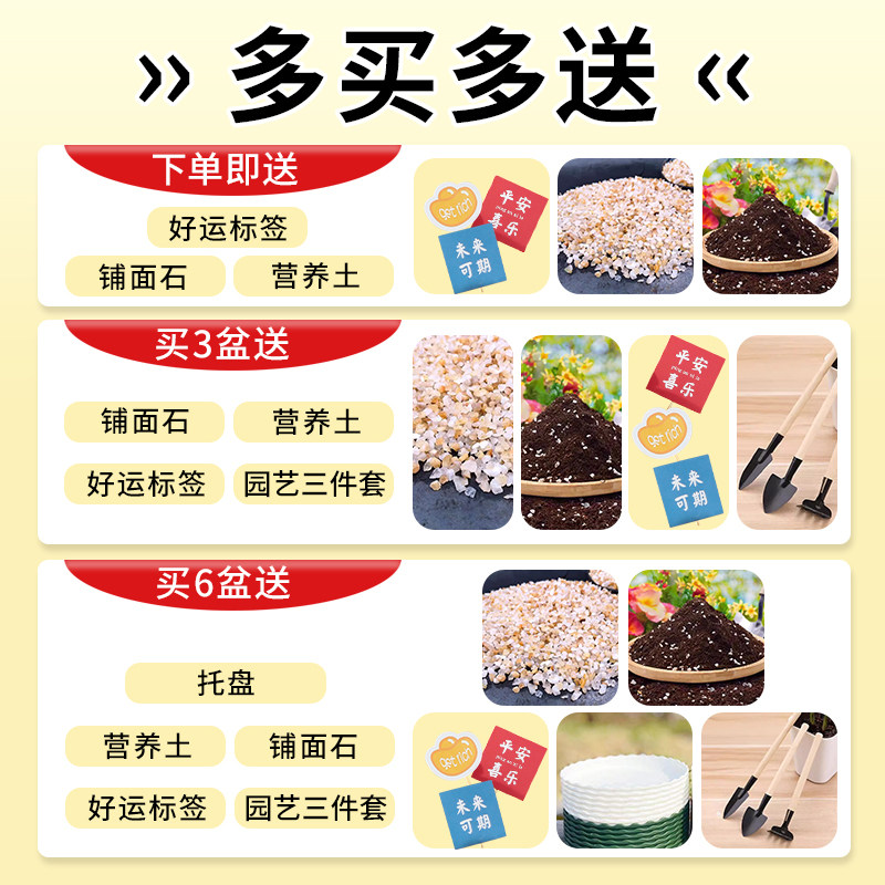 多肉小盆栽室内植物大颗好养带盆精品肉肉玉露办公室桌面懒人绿植,淘宝优惠券,粉丝福利购,淘宝优惠卷