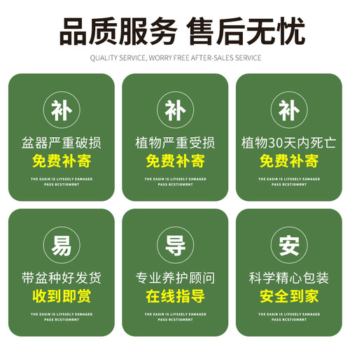 仙人掌盆栽组合多肉植物室内仙人球防辐射办公室桌面绿植花卉盆景 - 图3