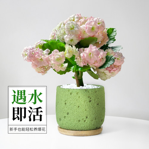 长寿花盆栽带花苞四季好养室内花卉绿植办公室桌面盆景重瓣大花苗 - 图1