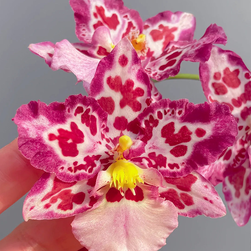 梦香文心兰豹斑宝石室内盆栽带花苞泰国香水浓香植物桌面绿植花卉,淘宝优惠券,粉丝福利购,淘宝优惠卷