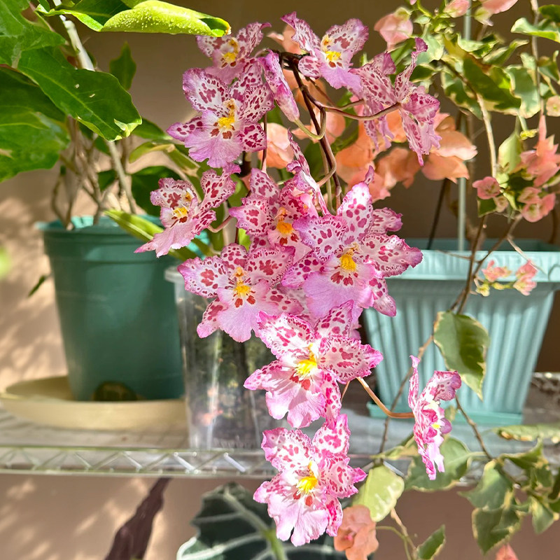 梦香文心兰豹斑宝石室内盆栽带花苞泰国香水浓香植物桌面绿植花卉,淘宝优惠券,粉丝福利购,淘宝优惠卷