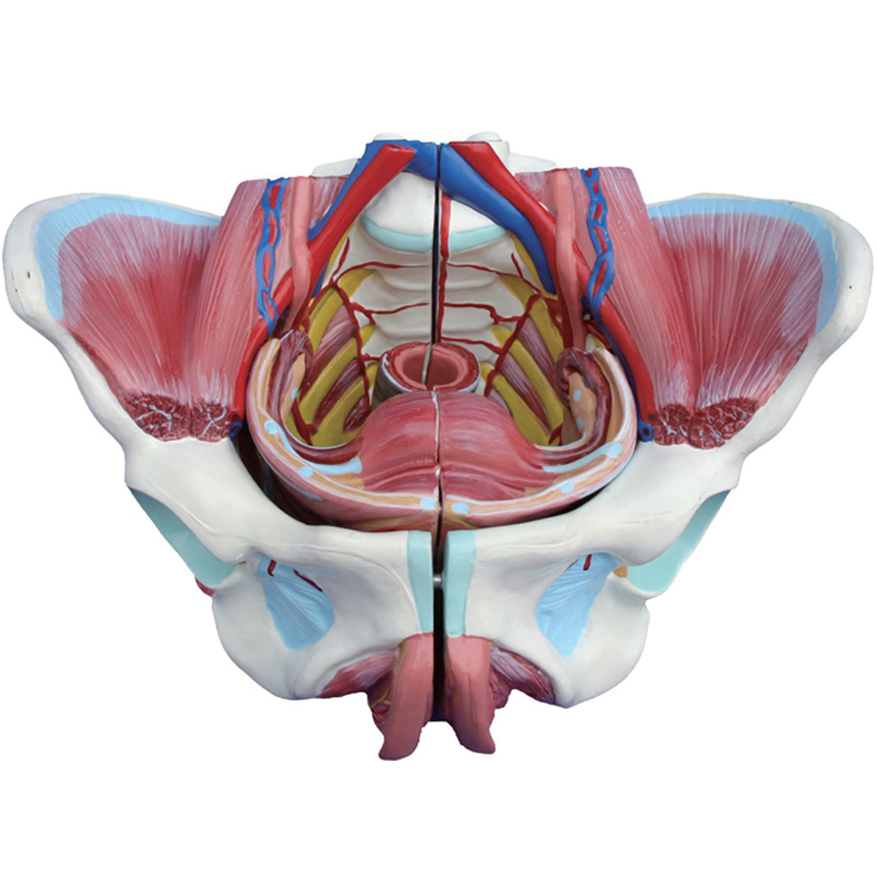 盆骨模型男性女性骨盆底肌肉妇产骨科教学助产后修复子宫血管神经 - 图3