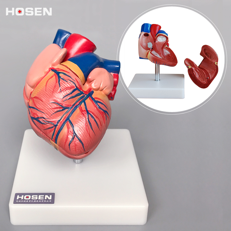 心脏模型解剖放大血管动静脉人体器官结构造模具教学医科学教具 - 图2