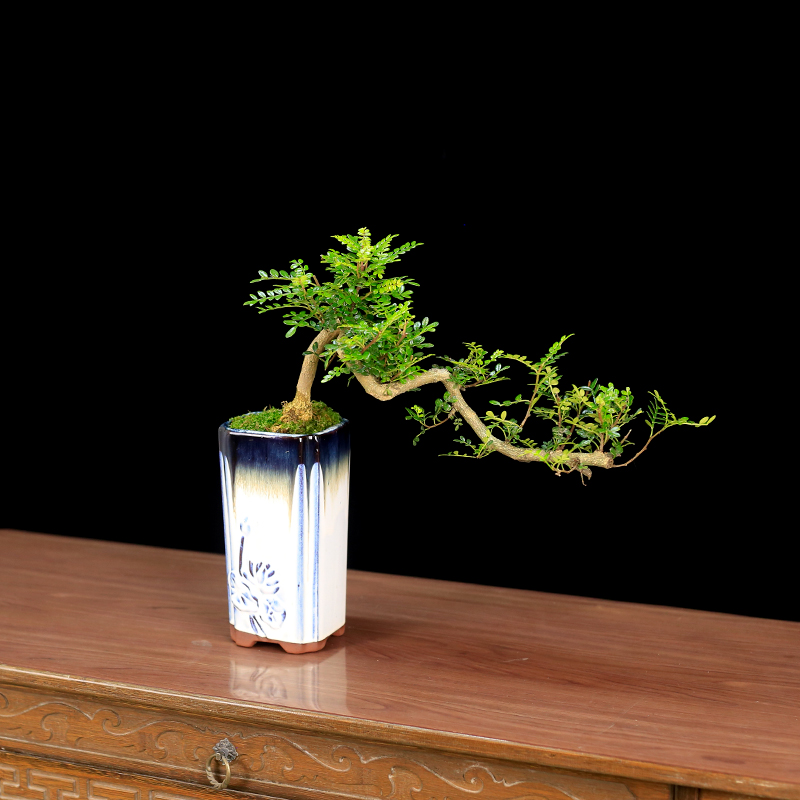 清香木盆景植物室内客厅绿植好养四季常青悬崖老桩造型胡椒木盆栽 - 图3