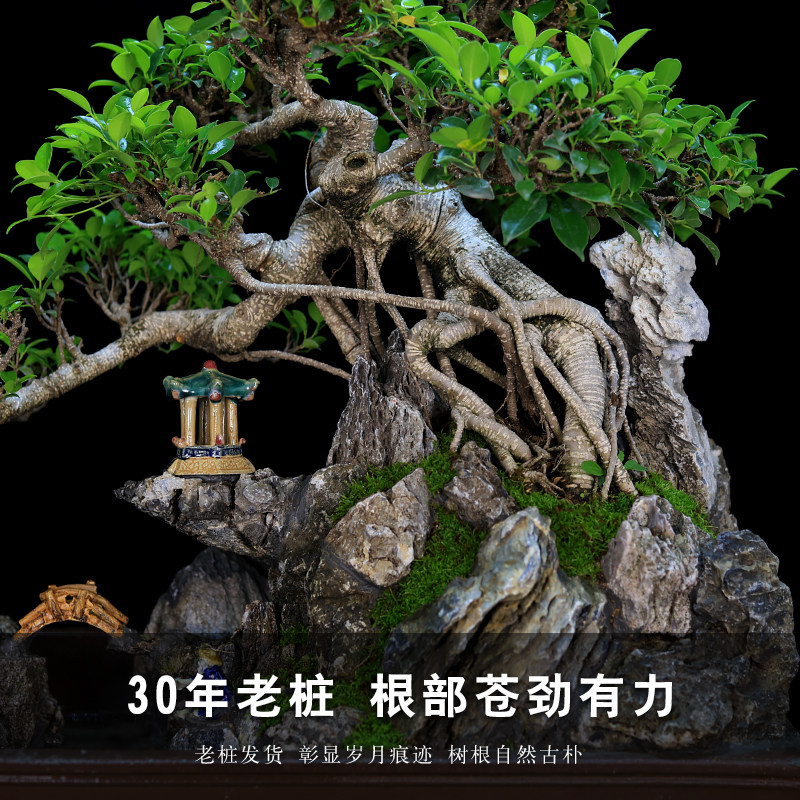大型老桩榕树造型盆景树桩植物室内假山流水摆件风水庭院绿植盆栽,淘宝优惠券,粉丝福利购,淘宝优惠卷