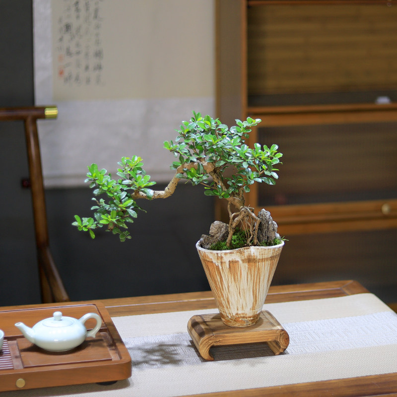 福建茶盆景树桩造型老桩植物办公室内桌面绿植盆栽好养四季常青,淘宝优惠券,粉丝福利购,淘宝优惠卷