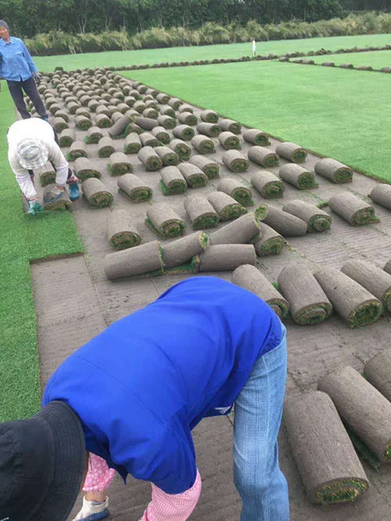 带泥土真草坪果岭草马尼拉四季青庭院高尔夫球场绿化草坪-图1