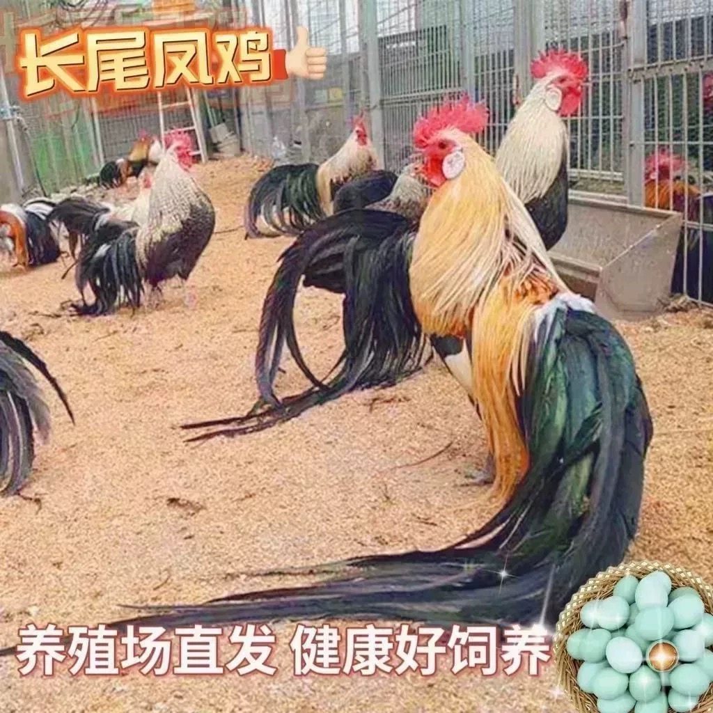 半斤脱温长尾鸡观赏鸡三色麻长尾凤鸡白鸡长尾鸡苗稀黄金鸡活苗,淘宝优惠券,粉丝福利购,淘宝优惠卷