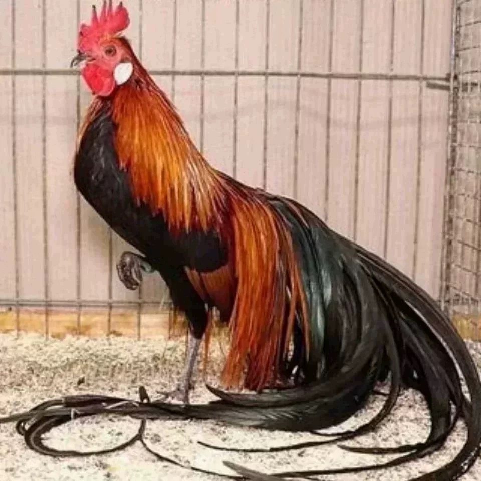 半斤脱温长尾鸡观赏鸡三色麻长尾凤鸡白鸡长尾鸡苗稀黄金鸡活苗,淘宝优惠券,粉丝福利购,淘宝优惠卷