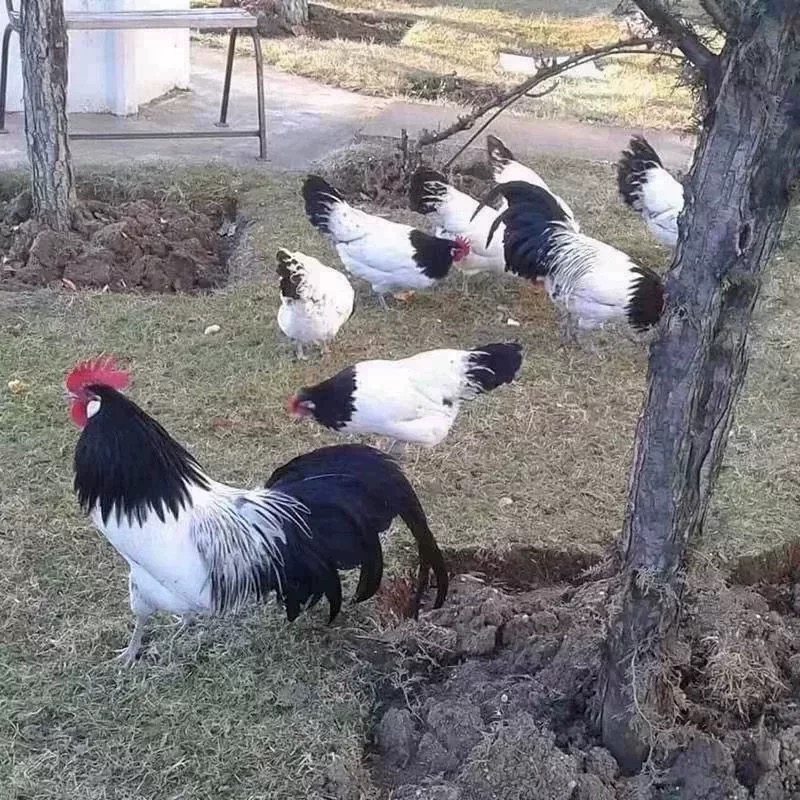 两头乌种蛋红色两头乌观赏鸡宠物鸡可孵化受精种蛋包纯种包受精率,淘宝优惠券,粉丝福利购,淘宝优惠卷