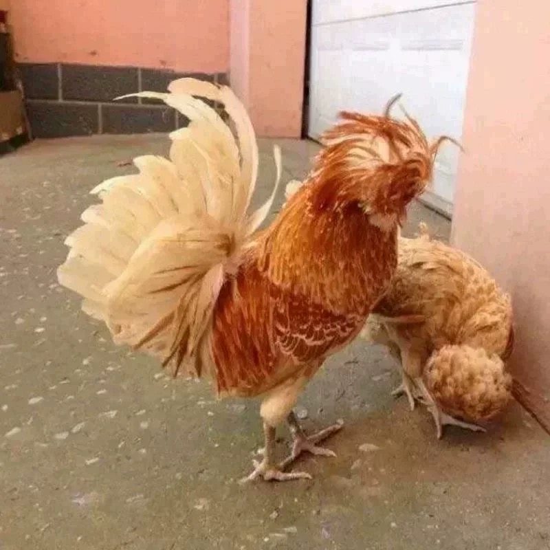 纯种新品黄色波兰帽子鸡种蛋观赏宠物鸡种蛋观赏鸟可孵化受精鸡蛋,淘宝优惠券,粉丝福利购,淘宝优惠卷