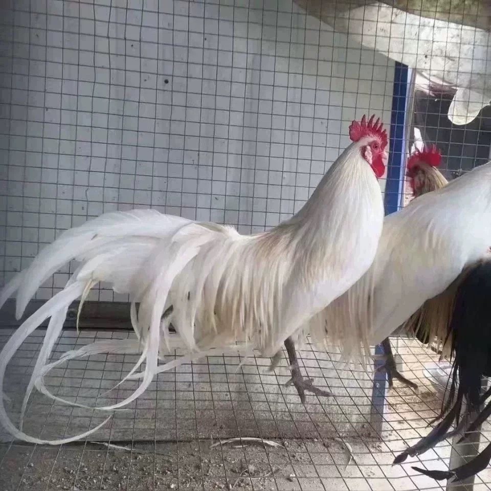 半斤脱温长尾鸡观赏鸡三色麻长尾凤鸡白鸡长尾鸡苗稀黄金鸡活苗,淘宝优惠券,粉丝福利购,淘宝优惠卷