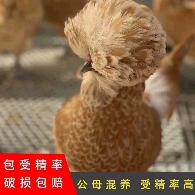 纯种新品黄色波兰帽子鸡种蛋观赏宠物鸡种蛋观赏鸟可孵化受精鸡蛋,淘宝优惠券,粉丝福利购,淘宝优惠卷