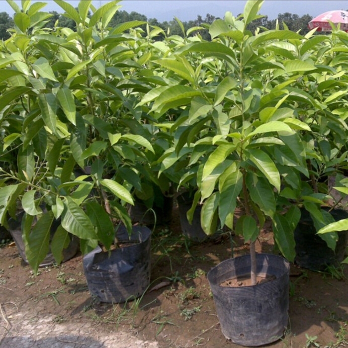 白兰花盆栽地栽苗白兰花树苗木兰花黄桷兰黄果兰绿植花卉植物包邮-图2