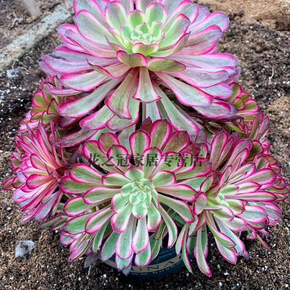 圆叶美杜莎多肉植物法师锦高级精品网红播款室内盆栽老桩木质大颗,淘宝优惠券,粉丝福利购,淘宝优惠卷