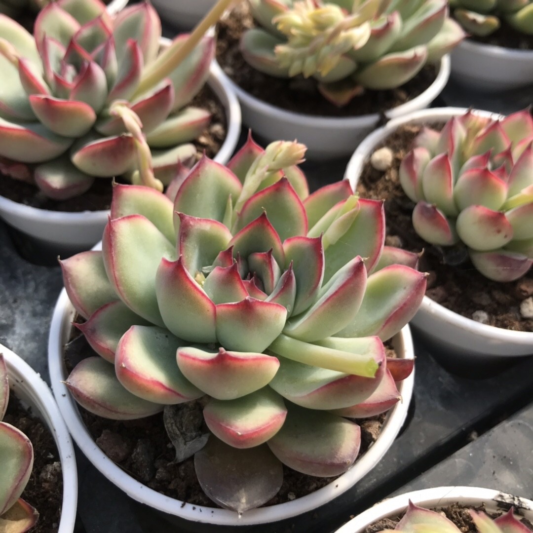 花月夜 多肉植物 盆栽绿植花卉盆花组合多肉办公室桌面盆景 - 图0