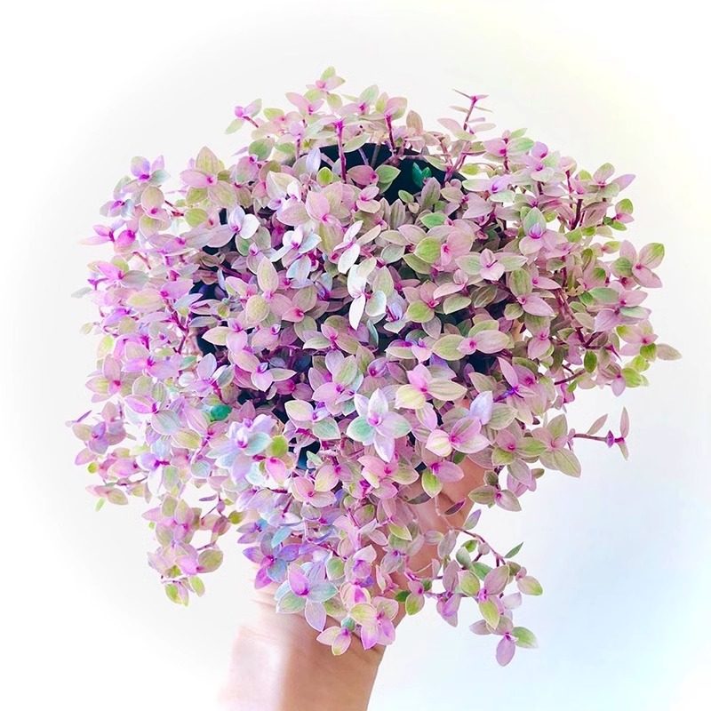 胭脂云多肉吊兰 小叶子油画四季好养植物盆栽小绿植室内花,淘宝优惠券,粉丝福利购,淘宝优惠卷