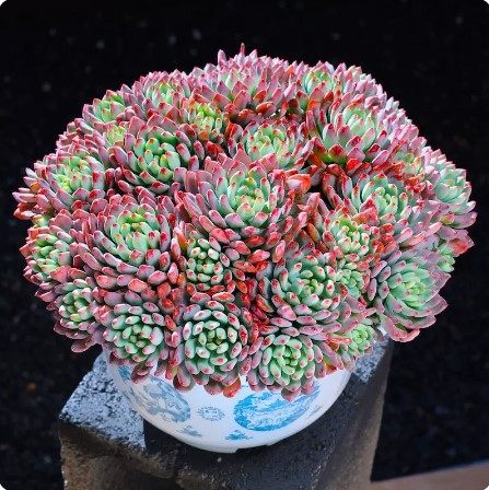 蓝苹果群生老桩多肉组合植物清仓多头大株超大阳台室内办公室盆栽 - 图3