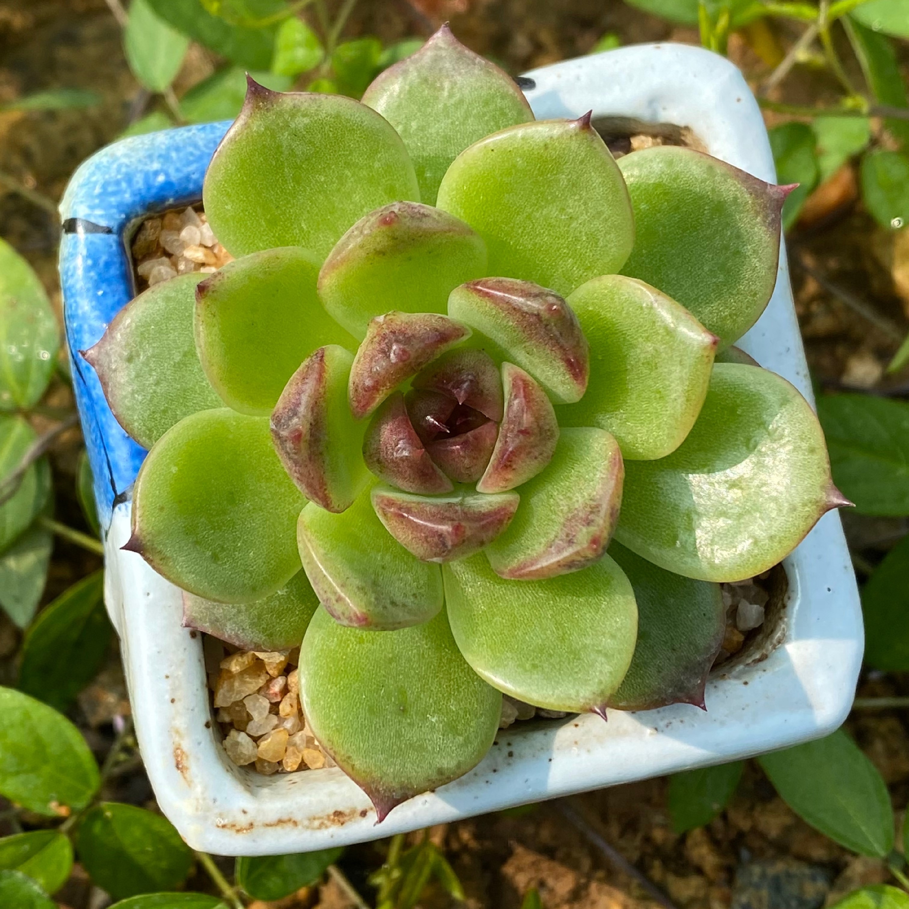 水晶玫瑰女王 超美多肉植物盆栽绿植花卉盆花组合多肉办公室盆景 - 图3