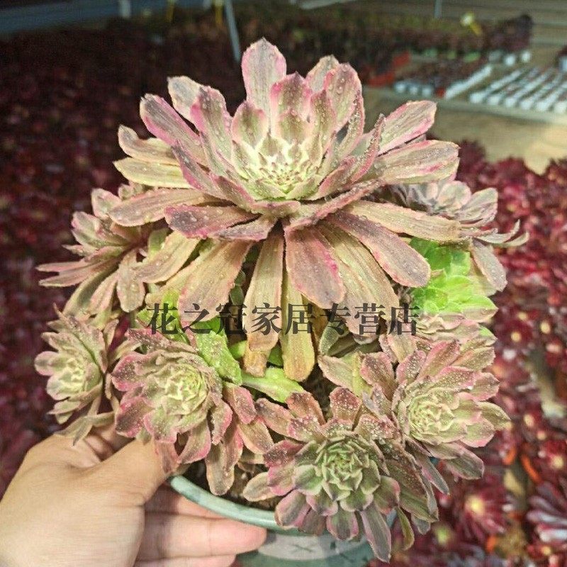 法师多肉美杜莎粉女巫倾城维纳斯烟花缀化超白铜壶锦植物老苗盆栽,淘宝优惠券,粉丝福利购,淘宝优惠卷