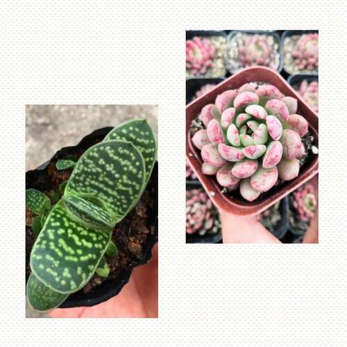 子宝多肉植物元宝花室内桌面花卉造型元宝肉肉创意盆栽花卉 - 图3