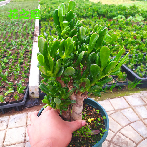 多肉绿植吸财树老桩组合盆栽超大颗含盆黄金肉肉招财猫植物玉树庄 - 图1