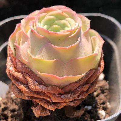 粉耶罗粉山地玫瑰 蜜桃杯酒杯白玉鸡蛋多肉阳台发货绿色,淘宝优惠券,粉丝福利购,淘宝优惠卷