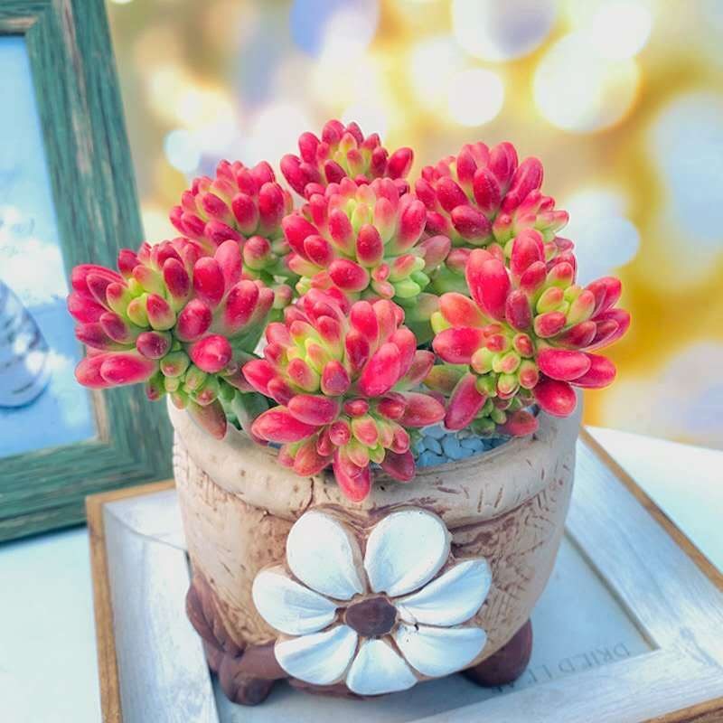 虹之玉 多肉植物老桩红浆果四季好养室内阳台桌面盆栽红色植物,淘宝优惠券,粉丝福利购,淘宝优惠卷