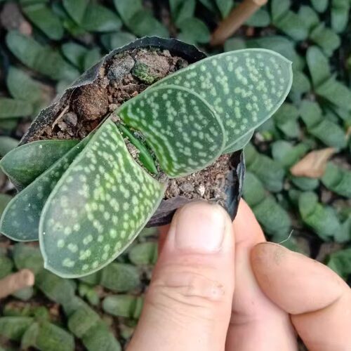 子宝多肉植物元宝花室内桌面花卉造型元宝肉肉创意盆栽花卉 - 图2