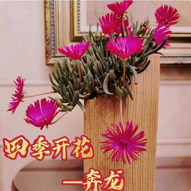 奔龙多肉植物肉肉盆栽花卉开花多肉老桩绿植稀有品种,淘宝优惠券,粉丝福利购,淘宝优惠卷