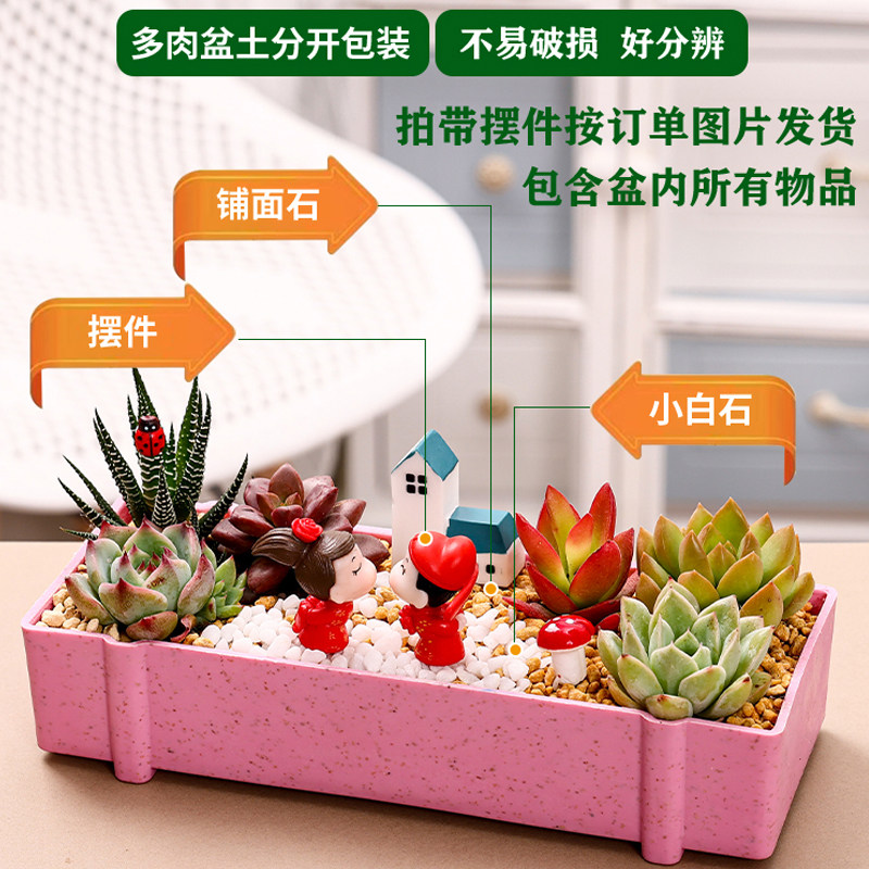 多肉植物组合盆栽套餐diy微景观材料包幼儿园儿童礼盒教师节礼物,淘宝优惠券,粉丝福利购,淘宝优惠卷
